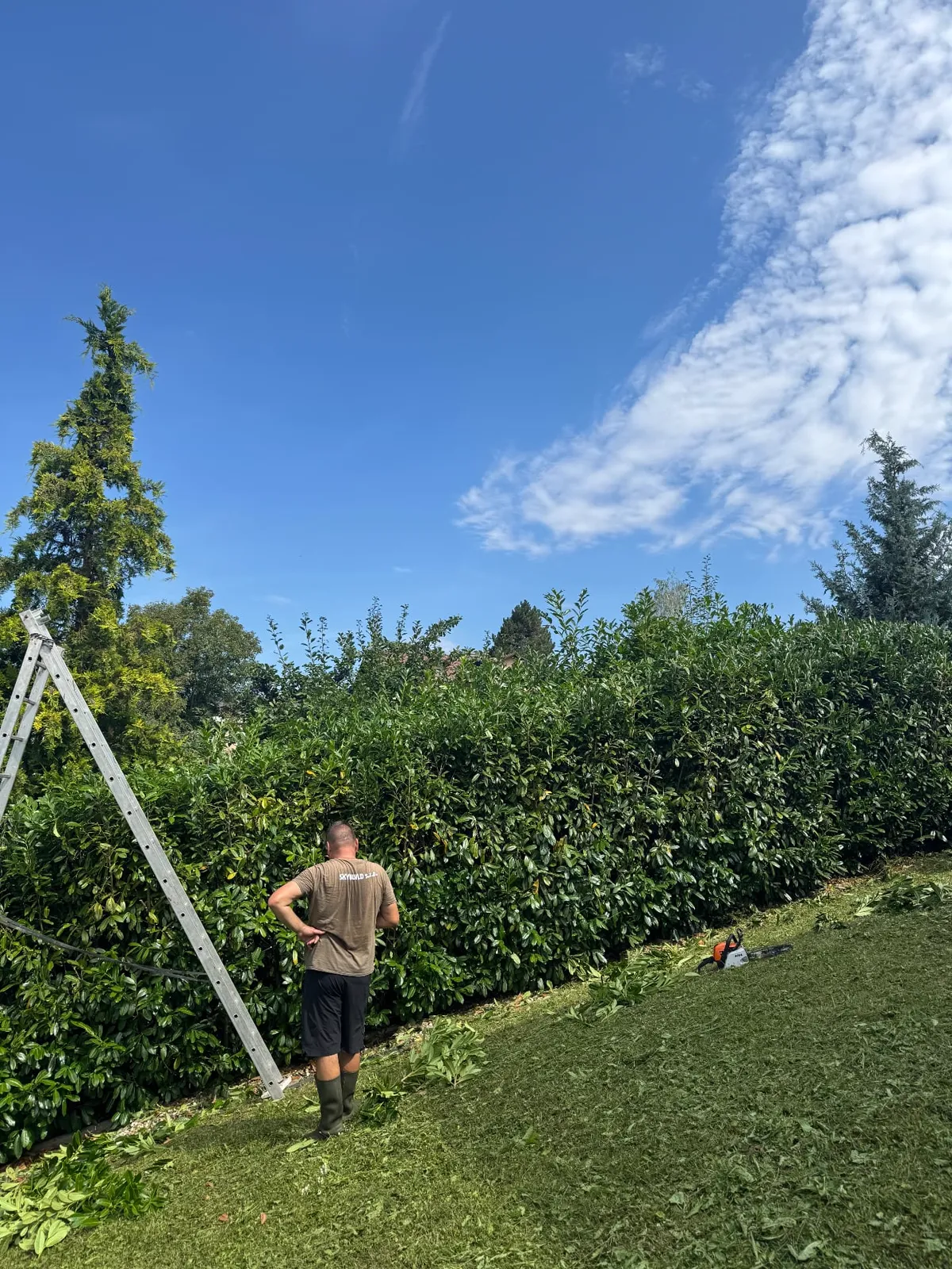 Pracovník SkyBuild strihá živý plot z rebríka – údržba zelene v Žilinskom kraji